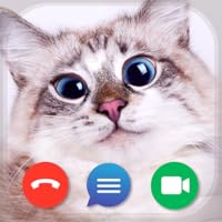 Cat's Video Calls and Chat