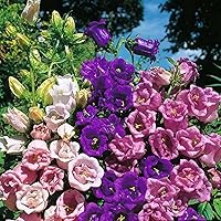 100+ Perennial Cobaea Cup & Saucer Vine Flower Seed Mix for Planting - Cathedral Bells - Cup and Saucer Vine Cobaea