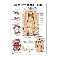 Teeth P Poster, tooth education and anatomy, size 12Wx17T