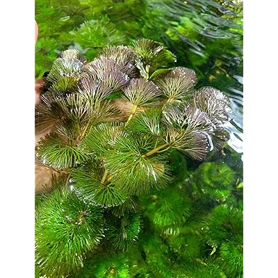 TruBlu Supply Green Cabomba Live Aquarium Plant Freshwater - Buy 2