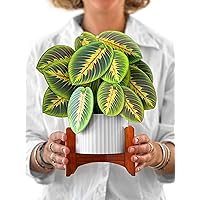 Freshcut Paper Pop Up Cards, Prayer Plant, 12 inch Life Sized Forever Flower Bouquet 3D Popup Greeting Cards with Note Card and Envelope - Paper House Plants