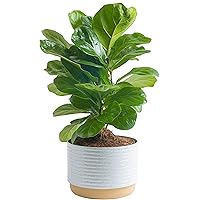 Costa Farms Live Plants, Easy to Grow Indoor Houseplants & Money Tree, Easy Care Indoor Plant, Live Houseplant in Ceramic Planter & Little Fiddle Leaf Fig Live Indoor Plant Fresh from Farm
