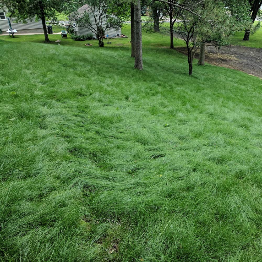 Mua Outsidepride Legacy Fine Fescue Shade Tolerant Soft Turf Lawn