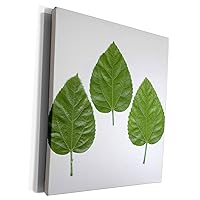 3dRose Florene Macro Plants - 3 Green Leaves - Museum Grade Canvas Wrap (cw_34669_1)
