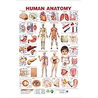 Spectrum Pre - School Kids Learning Educational Human Anatomy Name Wall Chart