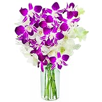 KaBloom PRIME NEXT DAY DELIVERY - Exotic Opal Orchid Bouquet of Purple and White Orchids with Vase.Gift for Birthday, Sympathy, Anniversary, Get Well, Thank You, Valentine, Mother’s Day Fresh Flowers