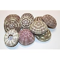 Pack of 84 Alfonso Urchin/Gator Urchins/Craft Supply/Air Plant Holder/Sailor Valentines Art Supply/Tropical Home Accent Decor SS-02
