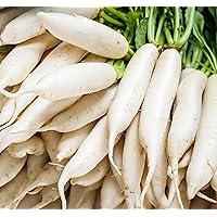 Japanese Daikon Radish Seeds for Planting - 100 Heirloom Non GMO Seeds - Full Planting Instructions to Plant & Grow a Home Vegetable Garden - Great Gardening Gift, 1 Packet