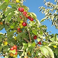 Cornus Mas Seed,Cornelian Cherry,Cornel,Sorbet Edible Dogwood 10 Seeds Deciduous Shrub Edible Fruit Tough Landscape Tree of Great Beauty