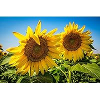 Country Photography Print (Not Framed) Picture of Two Sunflowers on Late Summer Day in Kansas Botanical Wall Art Farmhouse Decor (5