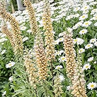 50 Rusty Foxglove Seeds for Planting Cut Flower Giant Attracts Pollinators Non-GMO Heirloom for House Garden by YEGAOL Garden