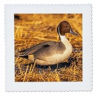 3dRose USA, New Mexico,Wildlife Refuge. Closeup of Pintail Duck Drake. - Quilt Squares (qs-380942-6)