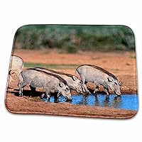 3dRose Warthogs at Waterhole, Addo Elephant NP, Eastern... - Bathroom Bath Rug Mats (rug-209072-1)