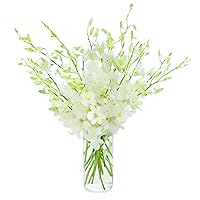 KaBloom PRIME NEXT DAY DELIVERY - Mother’s Day Collection - Exotic Perla Orchid Bouquet of Fresh Orchid with Vase.Gift for Birthday, Get Well, Easter, Valentine, Mother’s Day Fresh Flowers
