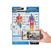Workout Posters for Home Gym | Muscle Group Gym Poster | Exercise Posters | Laminated Gym or Home Workout Chart | Free Video Training Support | Large Size 33