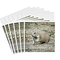3dRose Greeting Cards - Prairie Dog running - 6 Pack - Photography - Wildlife