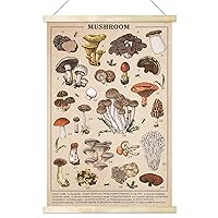 Tevxj Vintage Mushroom Poster Wall Art Prints Colorful Rustic Style of Mushroom Wall Hanging Illustrative Reference Chart Poster for Living Room Office Classroom Bedroom Playroom Room Decor Frame