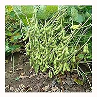 150 seeds Soybean Seeds! Edible Non GMO Good Cover Crop Easy to Grow 24