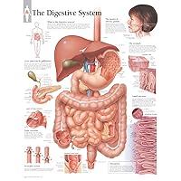 Digestive System chart: Laminated Wall Chart Digestive System chart: Laminated Wall Chart Wall Chart