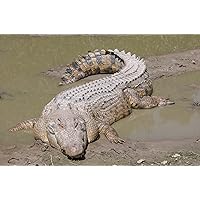 ConversationPrints SALTWATER CROCODILE GLOSSY POSTER PICTURE PHOTO PRINT BANNER giant asian species