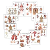 11 PACK Human Body Systems Anatomy Poster Set, LAMINATED, Anatomy and Physiology, 17.3 x 22.5 Inches, Body System Diagram, Anatomical Charts for Education Learning and Students