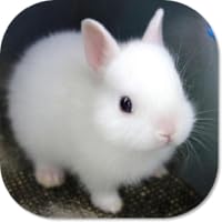 Cute Bunny HD Wallpapers