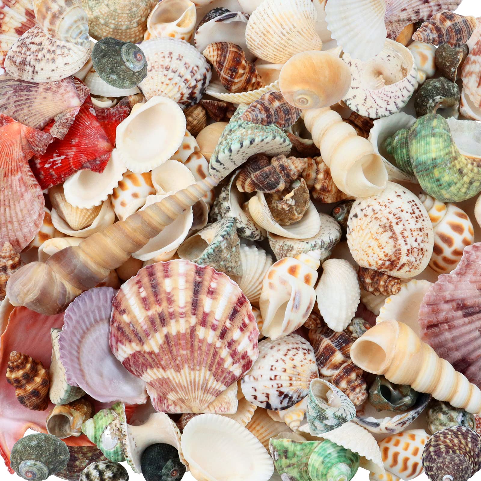 Mua WEOXPR 200pcs Sea Shells Bulk Mixed Ocean Beach Seashells for ...