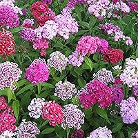5000+ Dianthus Barbatus Flower Seeds for Planting - Mix Color Perennial Sweet William Wild Flower Inviting Pollinators