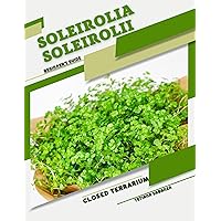 Soleirolia soleirolii: Closed terrarium, Beginner's Guide