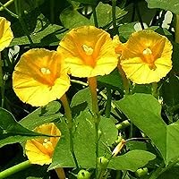 CHUXAY GARDEN Yellow Morning Glory Seed 100 Seeds Heirloom Perennial Flowering Plant an Exciting New Addition Extremely Decorative