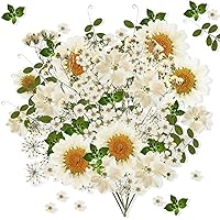 Nuanchu 81 Pieces Pressed Flowers Bulk White Dried Flowers for Resin Mold, Dried Flower Leave Natural with Tweezer for Crafts Christmas DIY Gift Scrapbooking