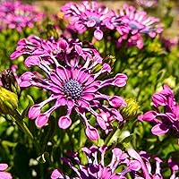 300+ Rare Daisy Flower Seeds for Planting - Beautiful Flowers for The Garden