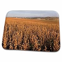 3dRose Mature soybean agriculture, Chippewa Falls Wisconsin - US50... - Dish Drying Mats (ddm-97156-1)
