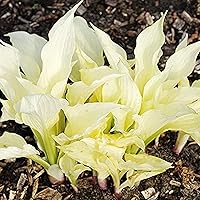 CHUXAY GARDEN White Feather Hosta Seed 200 Seeds Rare Color Hosta Plantain Lily Popular Ornamental Herb Plant Evergreen Landscapes