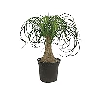 Ponytail Palm - 3 Live Plants in 6 Inch Growers Pots - Beaucarnea Recurvata - Beautiful Clean Air Indoor Succulent Houseplant