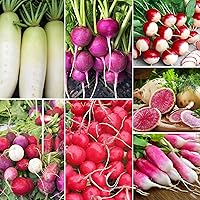 7 Types Radish Seeds Pack for Planting -900+ Including Cherry Belle, Watermelon Radish, Sparkler Easter Egg French Breakfast Purple Plum and Daikon Individually Packed, Red