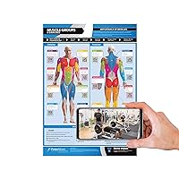Workout Posters for Home Gym | Muscle Group Gym Poster | Exercise Posters | Laminated Gym or Home Workout Chart | FREE Video Training Support | Large Size 24