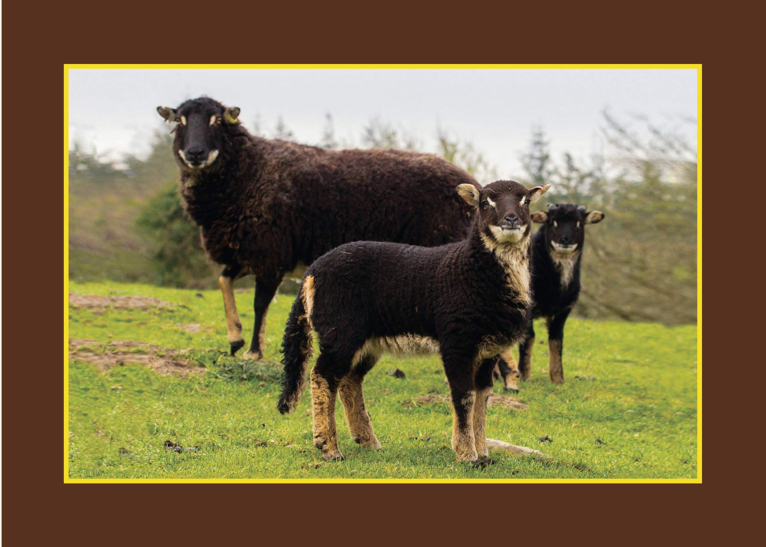Know Your Sheep (Old Pond Books) 44 Sheep Breeds from Beulah Speckled Face to Wensleydale, with Full-Page Photos and Comprehensive Descriptions of the Appearance, History, Wool Quality, and More