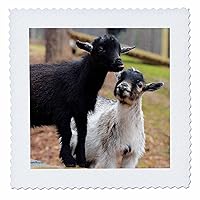 3dRose A Photo of a Baby Goat Sticking Out his Tongue While Another... - Quilt Squares (qs_350898_3)