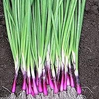 Red Bunching Apache Onion Seeds for Planting Outdoors 1000 Seeds Scallion Seeds Rare Red Onion Edible Seasoning Culinary Plants Renaissance Herbs Ornamental Plant Unique Mild Flavor Vegetable