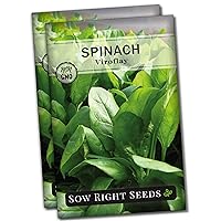 Sow Right Seeds - Viroflay Spinach Seed for Planting - Non-GMO Heirloom Packet with Instructions to Plant a Vegetable Garden - Grow Leafy Green Nutritious Superfood - Hydroponic Growing Friendly (2)