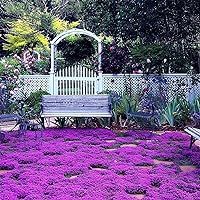 15000+ Wild Creeping Thyme Seeds for Planting Heirloom & Open Pollinated - Elegant Purple Ground Cover Plants Heirloom Flowers Perennial Non-GMO Thymus Serpyllum Seed