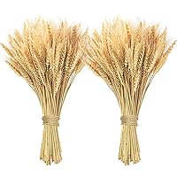 200 Pcs Dried Wheat Stalks, Dried Flowers 100% Natural Wheat for Home Kitchen Office Flowers Arrangement Wedding Table Christmas Farmhouse Boho Party Fall Décor (17.5 inches)