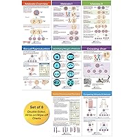 NewPath Learning Meiosis Bulletin Board Charts, Set/8 - Laminated, Double-Sided, Full-Color, 12