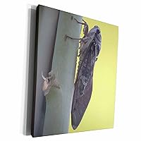 3dRose Taiche - Vector Art - Cicada - Cicada Vector - Museum Grade Canvas Wrap (cw_357156_1)