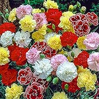 5000+ Carnation Seeds for Planting - Beautiful Carnation Chabaud Flowers to Plant in Your Home Garden Non-GMO Heirloom Seeds