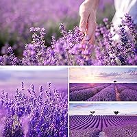 English Lavender Flower Seeds for Planting - 10000+ English Lavender Vera Herb Seeds in Premium - Attracts Pollinators - Non GMO