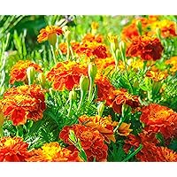 French Marigold Seeds for Planting - Plant & Grow Heirloom French Marigolds in Home Outdoor Garden – Planting Instructions for Vibrant Rare Blooms – Great Gardening Gift, 1 Packet