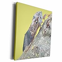 3dRose Taiche - Vector Art - Cicada - Cicada Vector - Museum Grade Canvas Wrap (cw_357153_1)