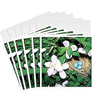 3dRose Greeting Cards - American Robin nest with three eggs in Pink Peection Clematis - 6 Pack - Robin
